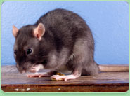 rat control Warsop