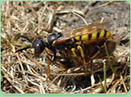 wasp control Warsop